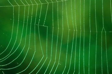 Wall Mural - spider web with dew drops against defocused green lights
