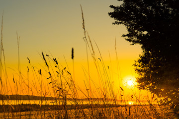 Wall Mural - lake sunrise with grass silhouettes