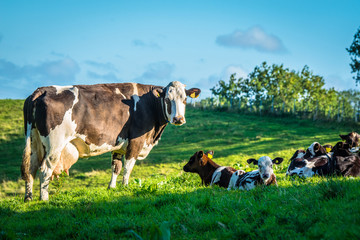 Wall Mural - Cows on a green grass meadow