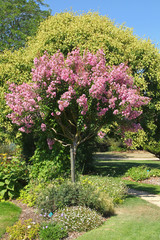 Wall Mural - Lagerstroemia dans un parc paysager