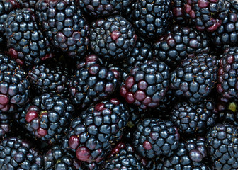 blackberries background, fresh berries photographed from above