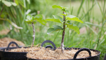 Fresh cleft graft on a young figs tree