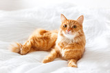 Fototapeta Koty - Ginger cat lies on bed. The fluffy pet comfortably settled to sleep or to play. Cute cozy background, morning bedtime at home.