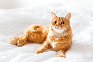 Wall Mural - Ginger cat lies on bed. The fluffy pet comfortably settled to sleep or to play. Cute cozy background, morning bedtime at home.