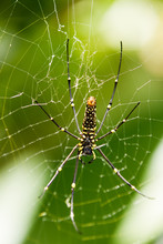 The Northern Golden Orb Weaver Or Giant Golden Orb Weaver (Nephila Pilipes) Creating It's Web, Ventral Side. Bali, Indonesia.