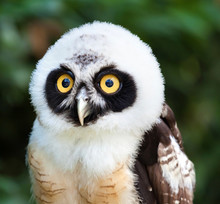 Portrait Of Spectacled Owl