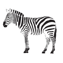 Zebra Illustration Vector