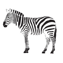 Wall Mural - zebra illustration vector