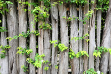 Wooden Fence Overgrown With Green Leaf.