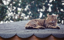 A Cat Peacefully Sleeping On A House Roof Top.