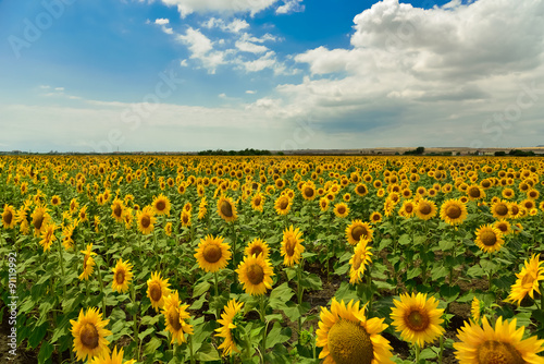 Plakat Słonecznika pole w lecie, Bułgaria
