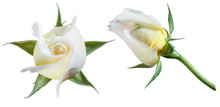 White Roses Isolate