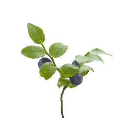 Branch of blueberry