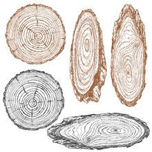 Wood Texture Of Trunk Tree Sketch