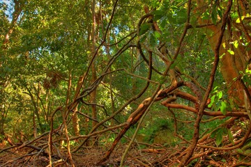 Canvas Print - Australian tropical forest