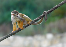 Squirrel Monkey Sitting On A Rope