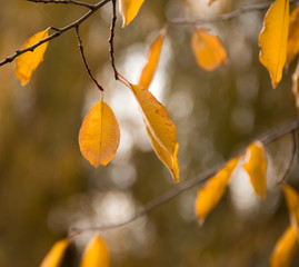 Wall Mural - autumn yellow dry