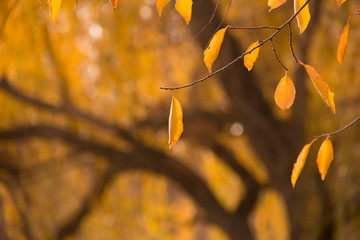 Wall Mural - autumn yellow dry