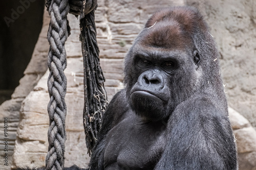 Photo  primer plano de un gorila adulto espalda plateada