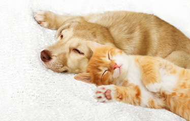 Sticker - kitten and puppy sleeping