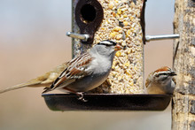 Sparrows At Bird Feeder
