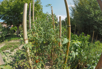 Wall Mural - Vegetable garden