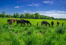 Beautiful Horses Grazing In Green Pasture.