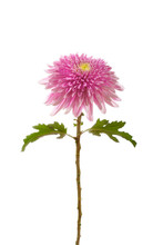 Flower  Pink  Chrysanthemum