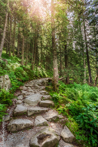 Obraz w ramie Mountain trail leading to the top through the forest