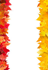 Wall Mural - Autumn red and yellow maple leaves frame, isolated on white.