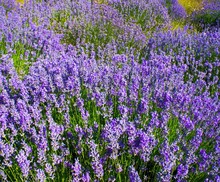 The Field Of The Lavender In Mountain