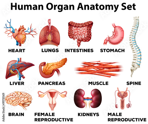 Nowoczesny obraz na płótnie Human organ anatomy set