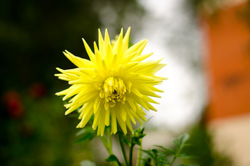 Wall Mural - Large yellow flowers on a green background