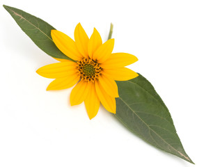 Wall Mural - Jerusalem artichoke flower on a white background