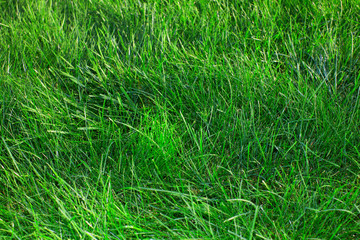 Sticker - Green grass.