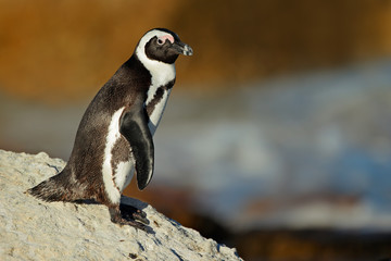 Poster - African penguin (Spheniscus demersus) on coastal rock, Western Cape, South Africa .