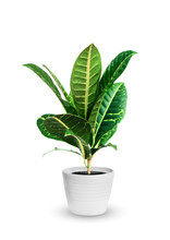 Young Croton (codieum) A Potted Plant Isolated Over White
