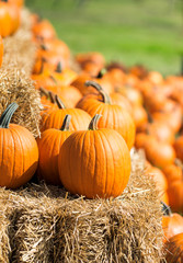 pumpkin patch