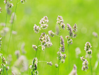 Wall Mural -  grass