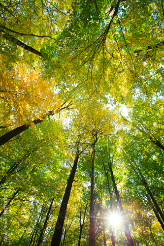 Naklejka na szybę forest