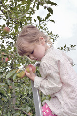 Wall Mural - enfant cueillant des pommes