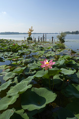 Canvas Print - laghi di mantova