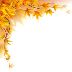 Wall Mural - autumn branches with falling maple leaves on white