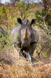 A rhino watching tourists in the African savanna