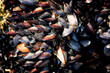 Brown mussels, Indian ocean, South Africa