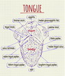 diagram of the anatomy of human tongue