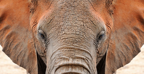 Wall Mural - Elephant