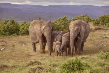 elephant family, addo, south africa