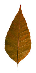 Wall Mural - autumn leaf on a white background isolated with clipping path. nature. closeup with no shadows. macr