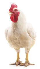 Poster - White cock.